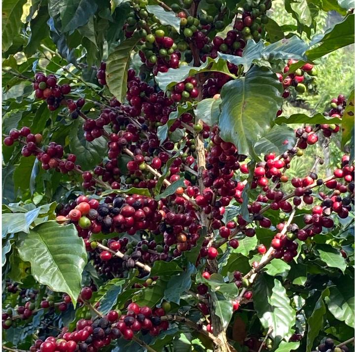 Actual product image Turm Kaffee Bio&Fair Ethiopia Sidamo (250 g, Medium roast)