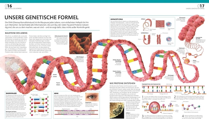 Produktbild Anatomie und Physiologie (Deutsch, Alice Roberts, Andreas Held, Simone Blass, Nikola Schmidt, 2023)