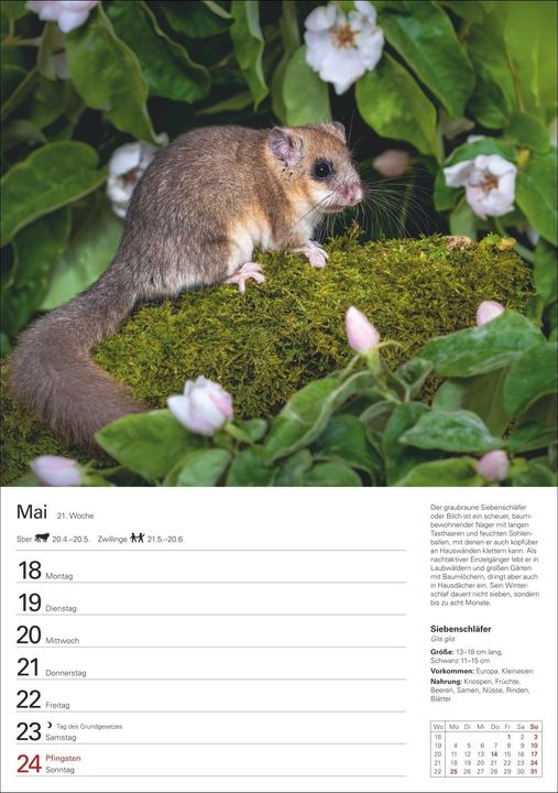 Produktbild Harenberg Heimische Tiere Wochenplaner 2026 - 53 faszinierende Fotografien