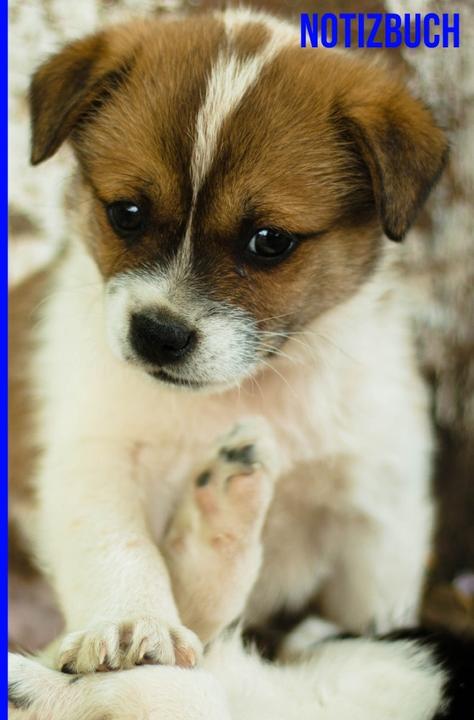 Produktbild Kariertes Notizbuch 6x9 Hundemotiv (A6, Kariert)