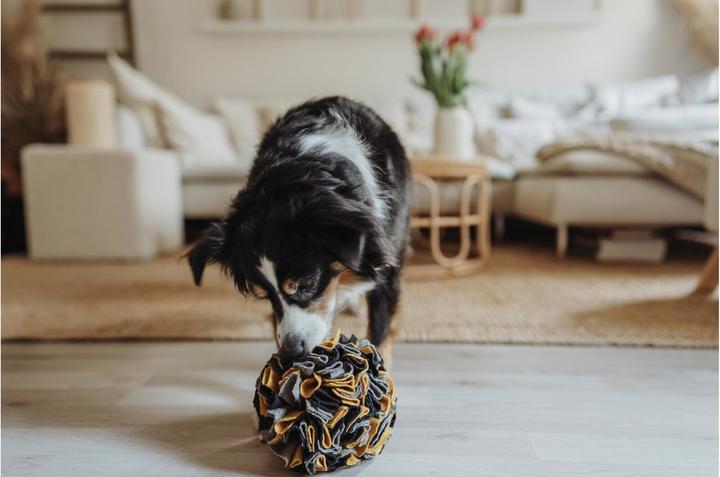 Immagine prodotto Hunter Sniffing ball Eiby (Palla giocattolo per cani)