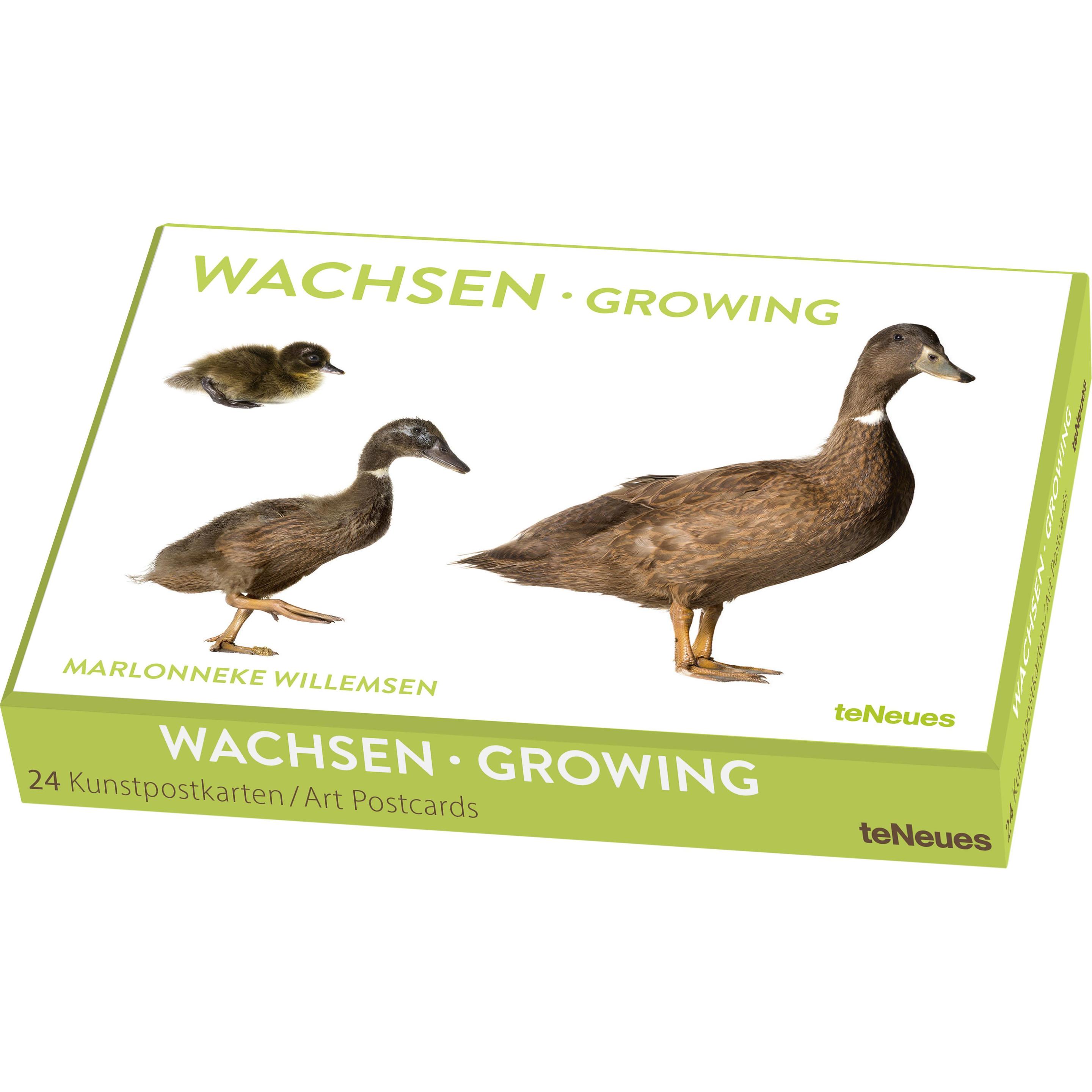 Wachsen, Kunstkartenbox, Ratgeber von Willemsen