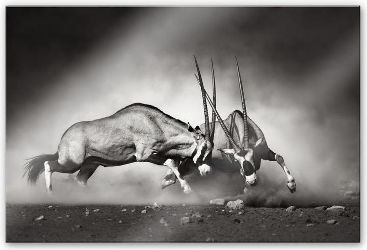 Actual product image Trenddeko The Duel (150 x 100 cm)