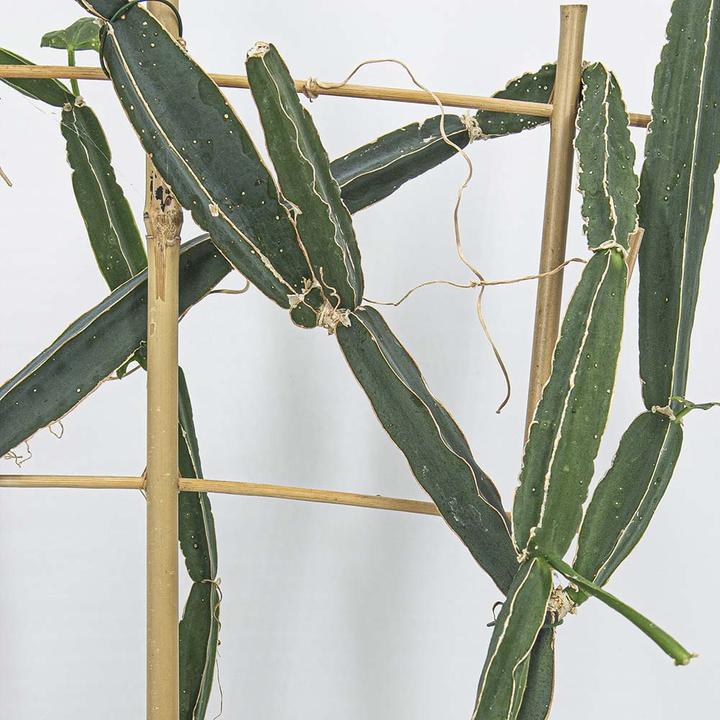 Image du produit Kakteen Gautschi Cissus quadrangularis (70 cm)