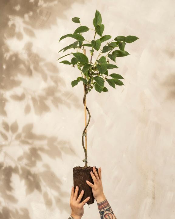 Actual product image feey Mini-Kiwi (500 cm)