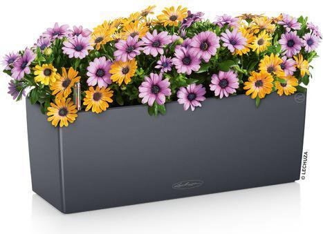 Productafbeelding Lechuza Bloempot Balconera Kleur 50 (50 x 19 x 19 cm)