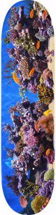 Produktbild Minilogo Fish Tank 244 (8.50")