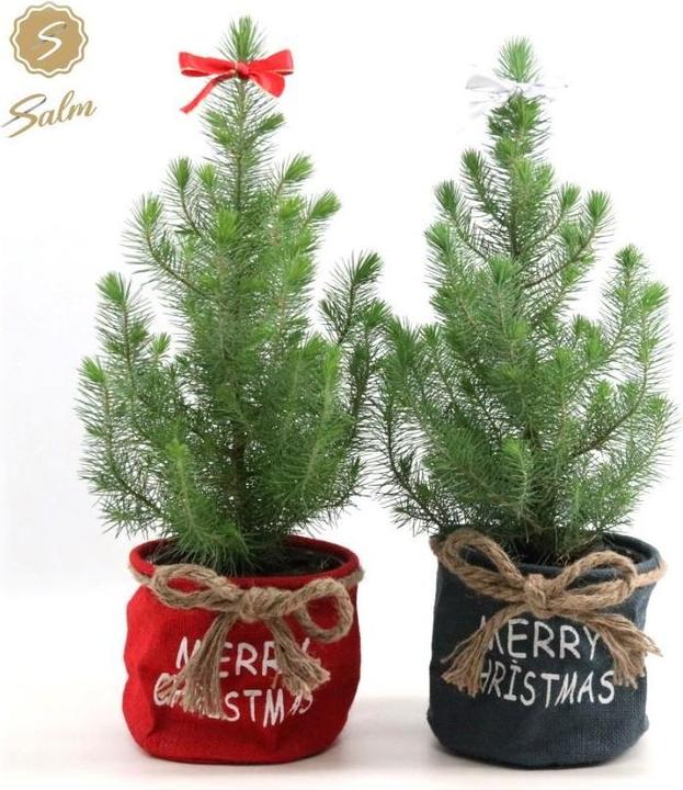 Fresca-Plant Weihnachtsbäumchen 2set Topf 19cm Höhe 55cm (55 cm, 19 cm)