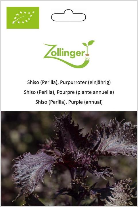 Image du produit Zollinger Bio Shiso (Perilla), Purpurroter (einjährig) (Germes)