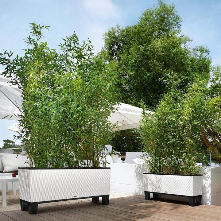 Actual product image Lechuza Trio Cottage (32 cm)