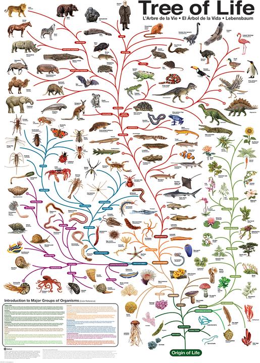 Produktbild Eurographics Der Lebensbaum (1000 Teile)
