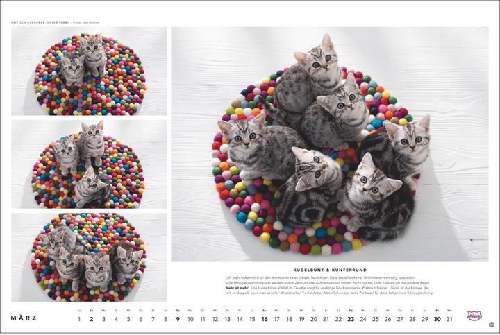 Produktbild Heye Whiskas Katzenkalender 2025 (45 x 30 cm, Harter Einband, Deutsch)