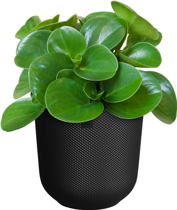 Actual product image Elho Jazz Round (26 x 24.20 cm)