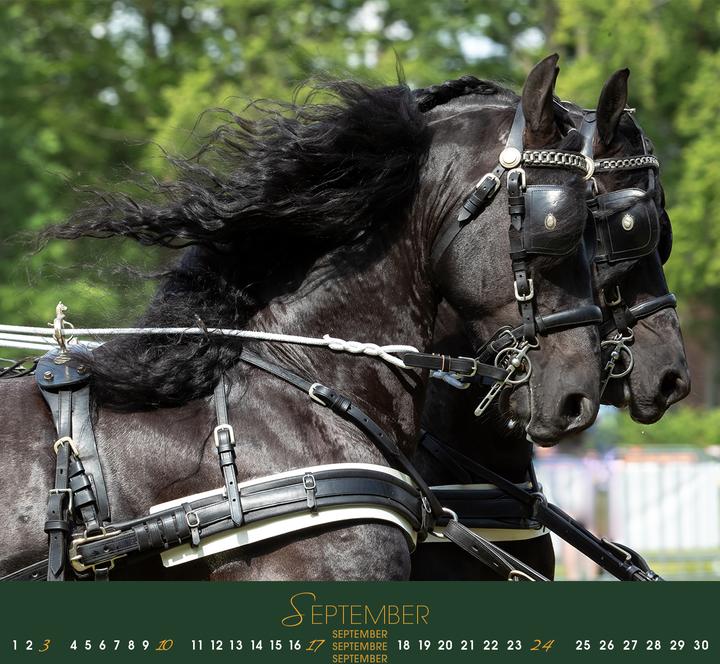 Image du produit Friesen 2026