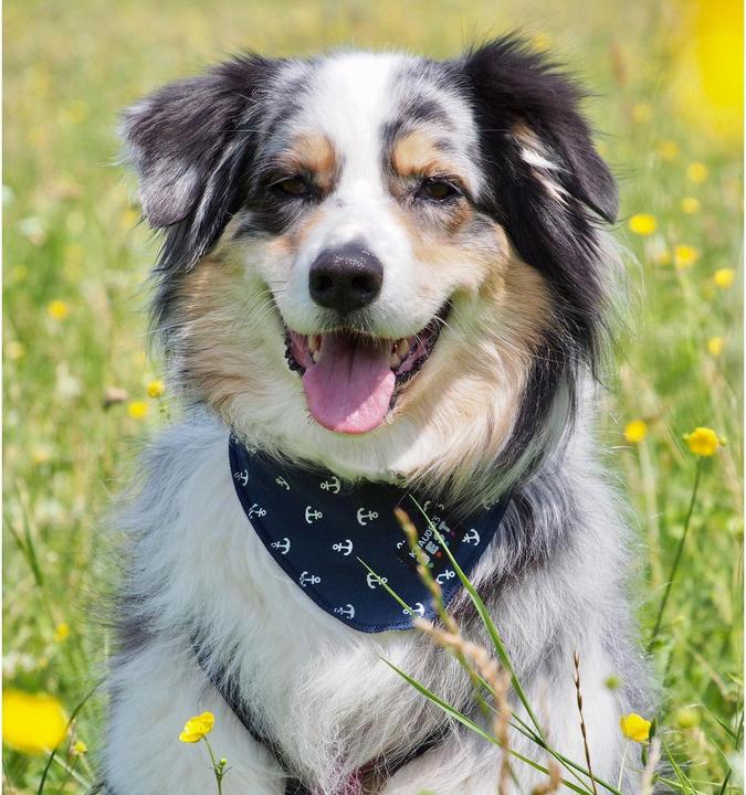 Actual product image Knauder's Best Anchor Marine (M, Dog bandana)