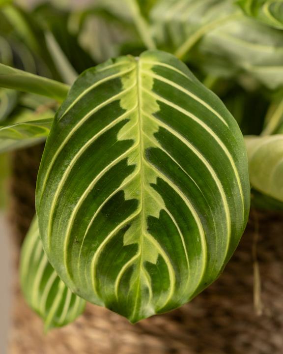 Produktbild feey Maranta Lemon Lime (15 cm, Frisch umgetopft)