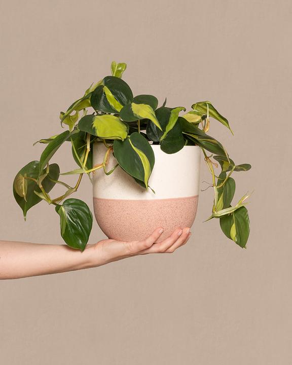 Image du produit feey Philodendron scandens Brasil (15 cm, Fraîchement rempotés)
