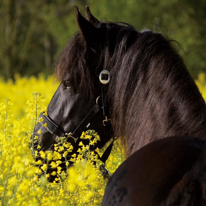 Produktbild Pferde/Horses 2026 (30 x 30 cm)