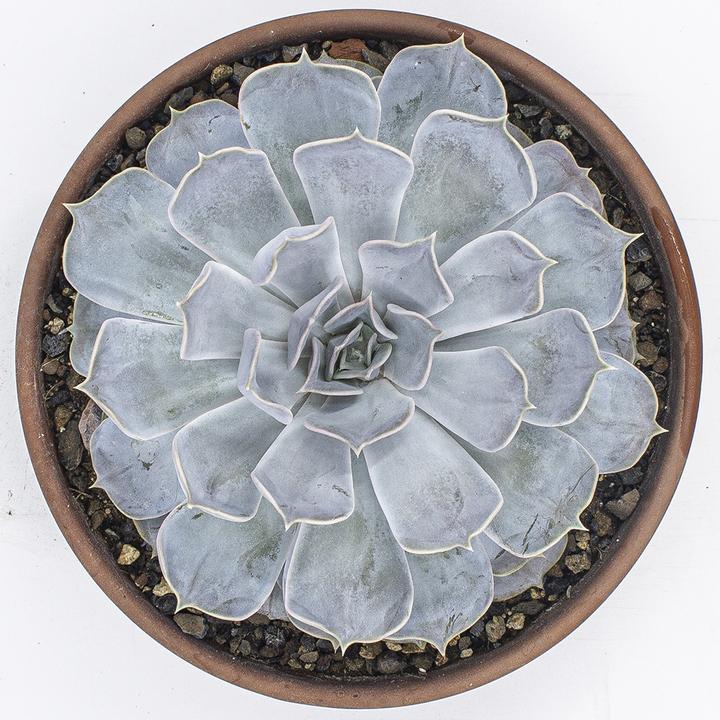 Produktbild Kakteen Gautschi Echeveria lilacina (20 cm)