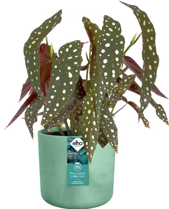 Produktbild Elho The Ocean Collection (18.30 x 16.70 cm)