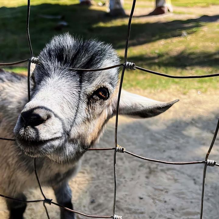 Produktbild Wiltec Wildzaun Weidezaun 50m lang 125/13/15 Drahtzaun Knotengeflecht Forstzaun