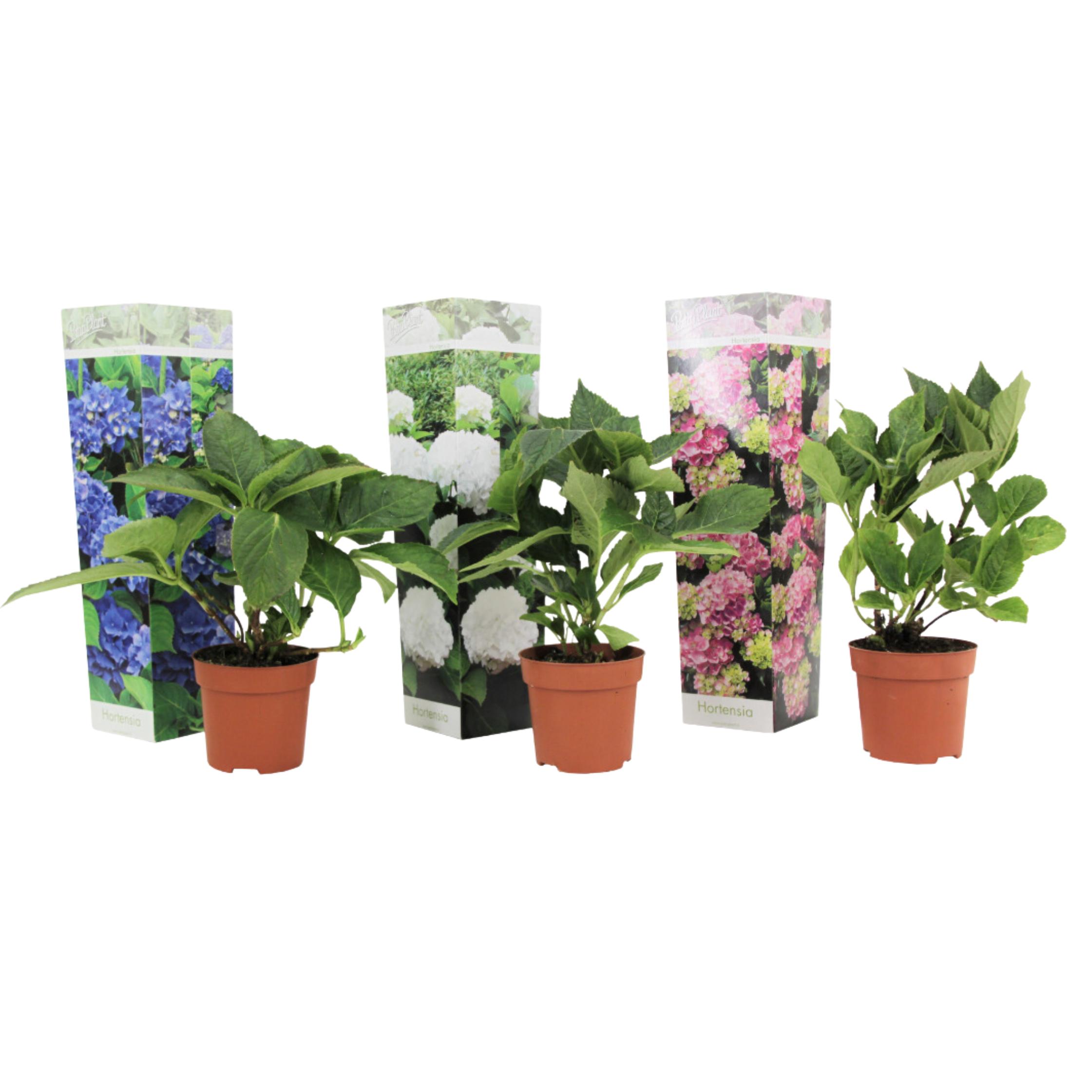 Plant in a Box, Pflanzen, Hydrangea macrophylla 'Early Blue', 'Early Pink', 'Wudu' (25 cm)