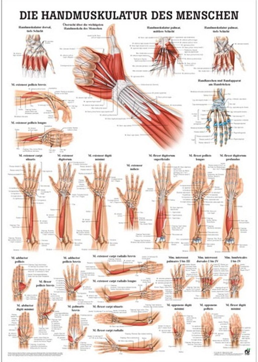 Image du produit Rüdiger Planche anatomique des muscles de la main (7 x 7 x 51 cm)