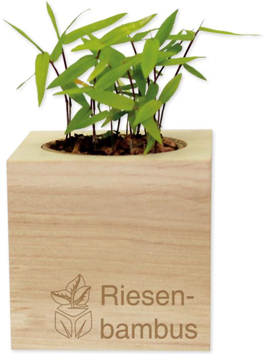 Image du produit Feel Green Ecocube (Graines de plantes)