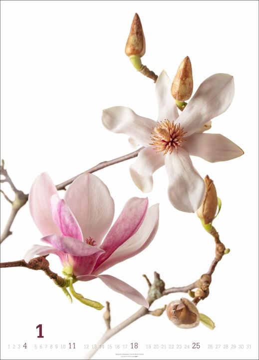 Produktbild Blütenbilder Kalender 2026 (49 x 68 cm)