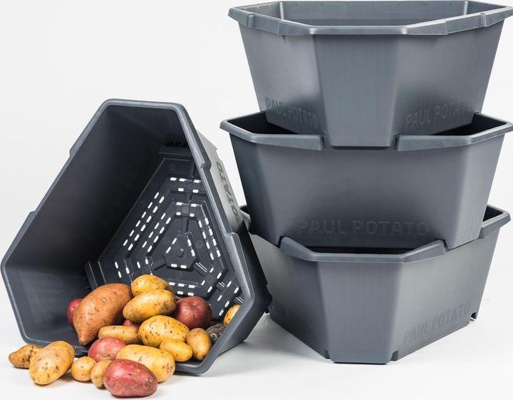 Actual product image Gusta Garden Paul Potato (38.80 cm)