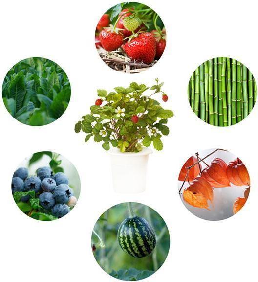 Produktbild Click and Grow Experimental Kit (Samenbomben)