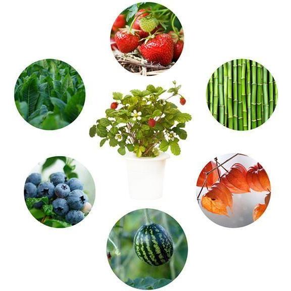 Thumbnail - Click and Grow, Samen, Experimental Kit (Samenbomben)