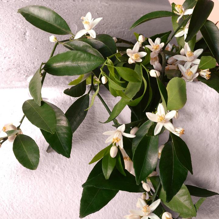 Produktbild Dolce & Gabbana Devotion Intense (Eau de Parfum, 100 ml)