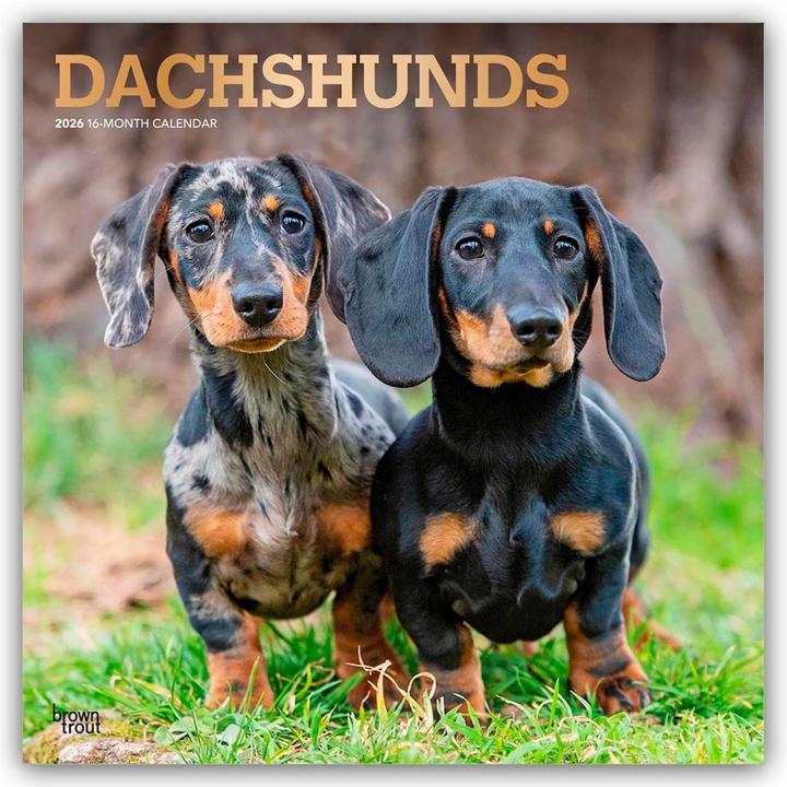 Produktbild Dachshund - Dackel 2025 - 16-Monatskalender (30.5 x 30.5 cm)