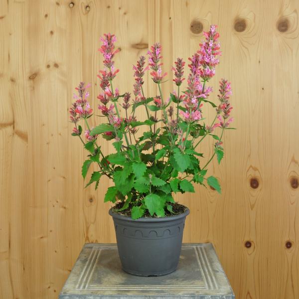Produktbild Säntispracht im 2 er Set (90 cm)