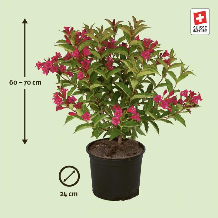 Zulauf Weigelie / Weigela 'Bristol Ruby' - kaufen bei Galaxus - Galaxus