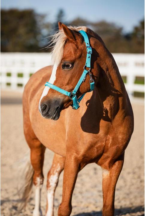 Immagine prodotto Horse Guard Malva