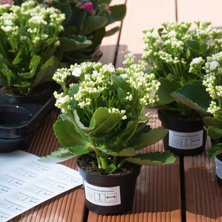 Image du produit HERMA Étiquettes résistantes aux intempéries A4