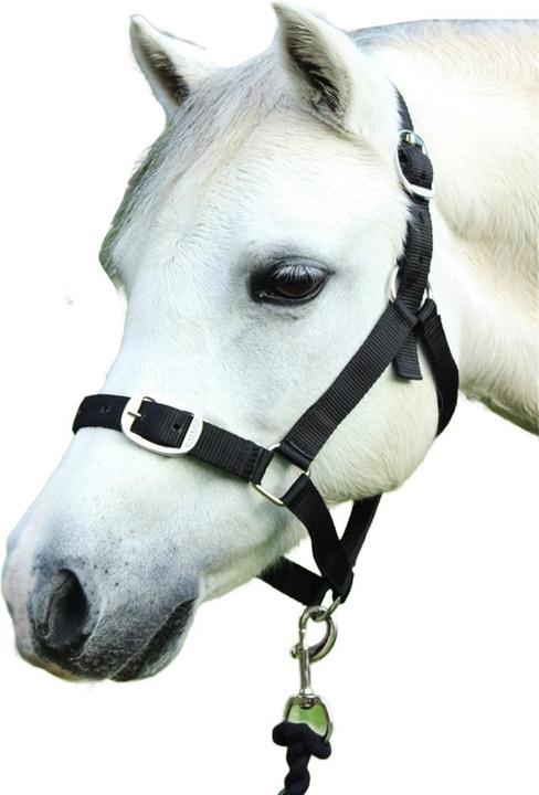 Produktbild Gallop Pferdehalfter und Führstrick Set