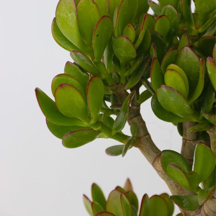 Immagine prodotto Plant in a Box Crassula ovata Minor - Jadepflanze (60 cm)