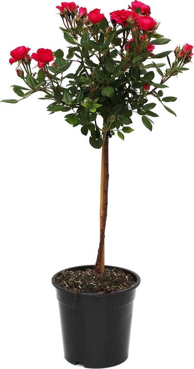 Produktbild Zulauf Floribundarose / Rosa 'Fuchsia Terrazza (70 cm)