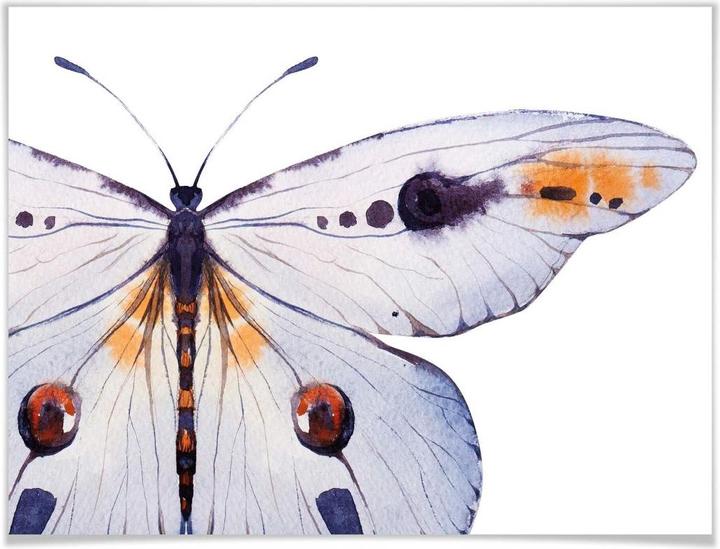 Immagine prodotto Trenddeko Kvilis - Farfalla 01 (30 x 24 cm)