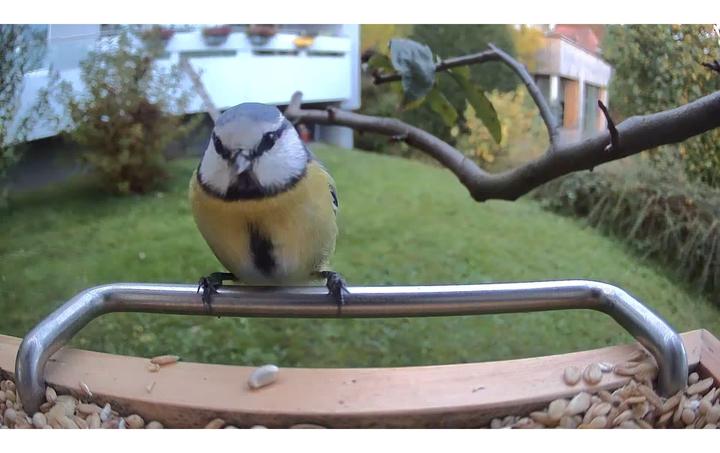 Immagine prodotto Sanilu Clean Vogelfutterhaus mit Kamera