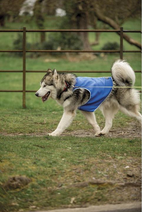 Immagine prodotto Trespass ALASKA - Gilet di raffreddamento per cani (S, Gilet per cani)