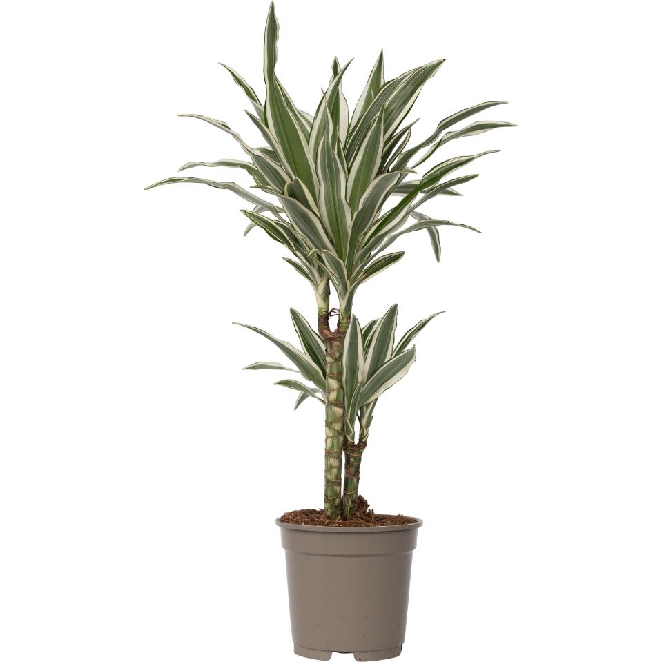 Plant in a Box, Pflanzen, Dracaena deremensis 'White Stripe' - (60 cm)