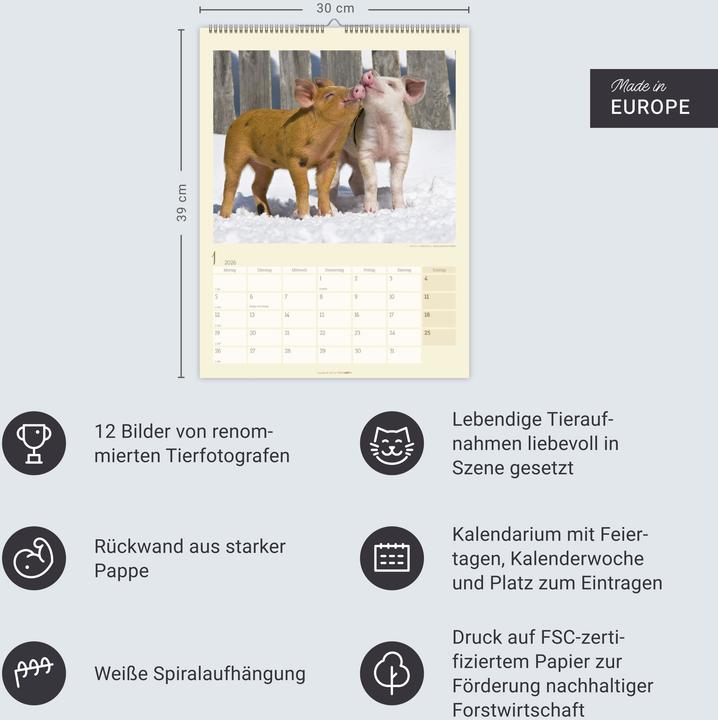 Produktbild Schweinchen Kalender 2026 (30 x 39 cm, Harter Einband, Deutsch)