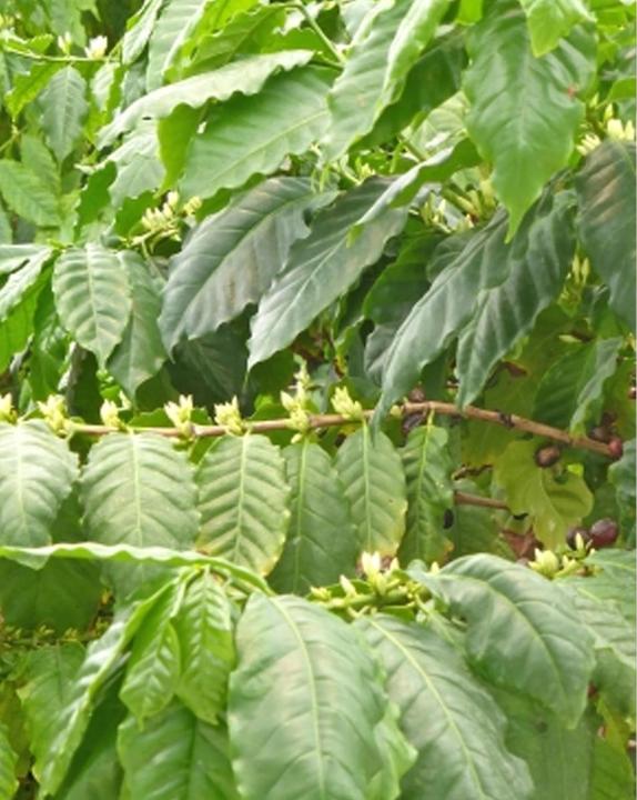Produktbild Tropica Arabica Hochlandkaffee (Coffea Arabica) (Pflanzensamen)