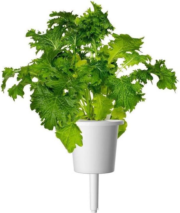Actual product image Click and Grow Seeds Wasabi Mustard 3-Pack (Herb seeds)