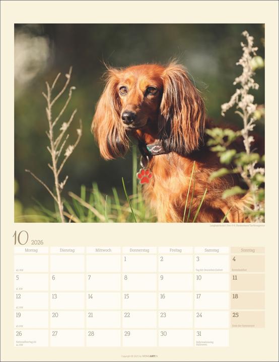Produktbild Dackel Kalender 2026 (30 x 39 cm, Harter Einband, Deutsch)