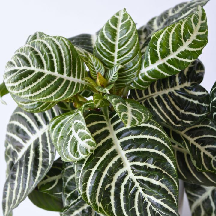 Actual product image Plant in a Box Aphelandra squarrosa Botanica - Set of 2 Zebraweed (25 cm)